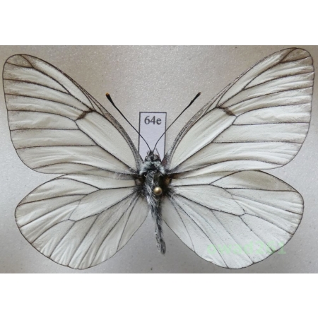 Aporia crataegi (Linnaeus, 1758) male Poland64e